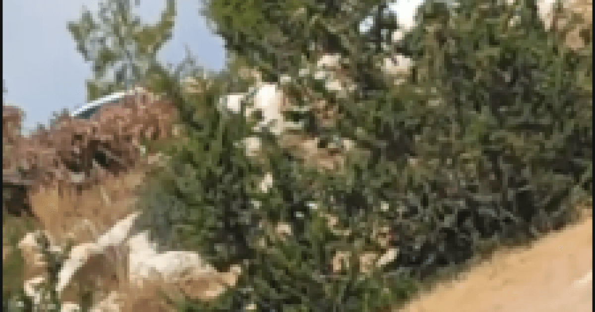 مستوطنون ينشئون بؤرة عند الظاهرية