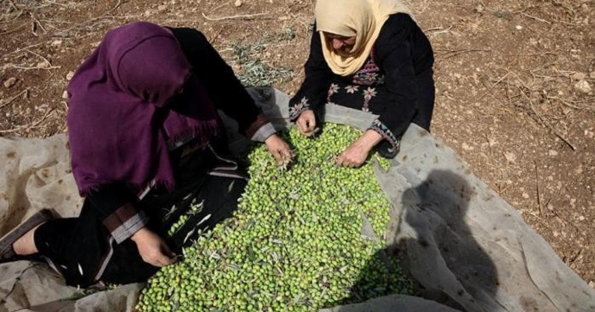 إصابة سيدتين في هجوم مستعمرين شرقي طولكرم