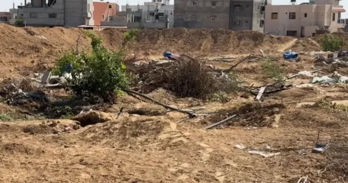 Gaza olives buried under rubble