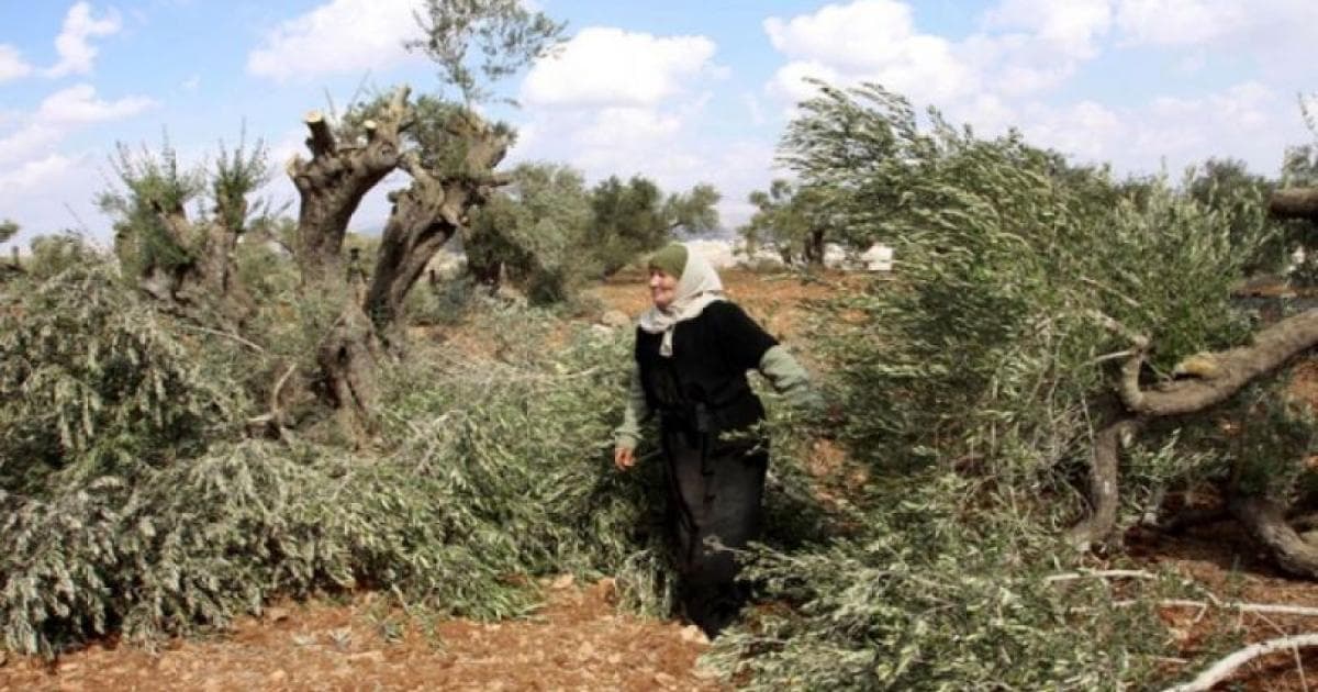 هيئة مقاومة الجدار: الاحتلال يقتلع أشجار في الضفة