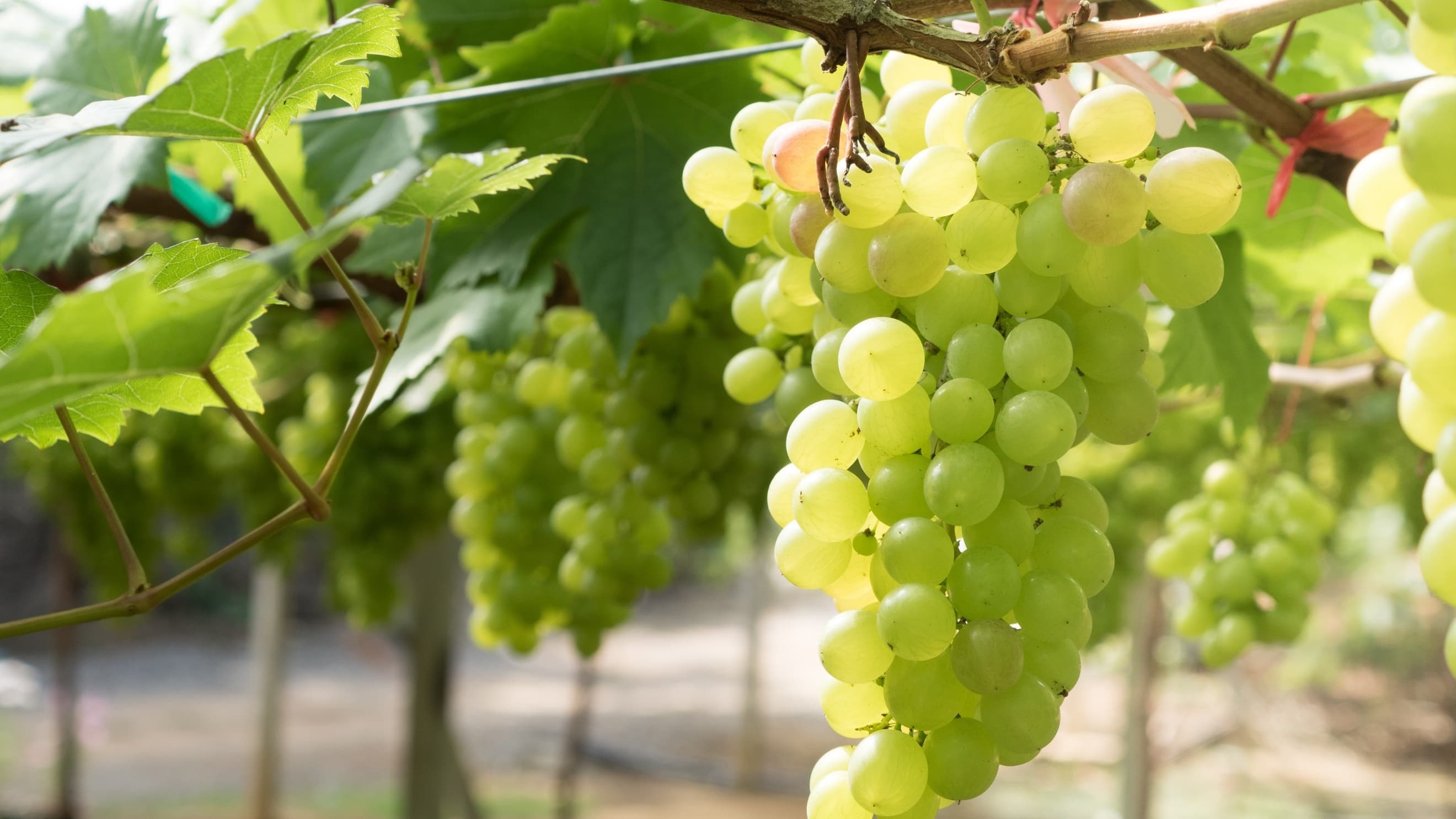 Al-Taybeh Agriculture advises grape farmers to follow guidelines during the fruit ripening phase