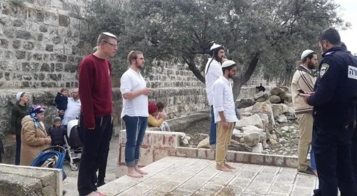 Salfit Olive Harvest Faces Attacks