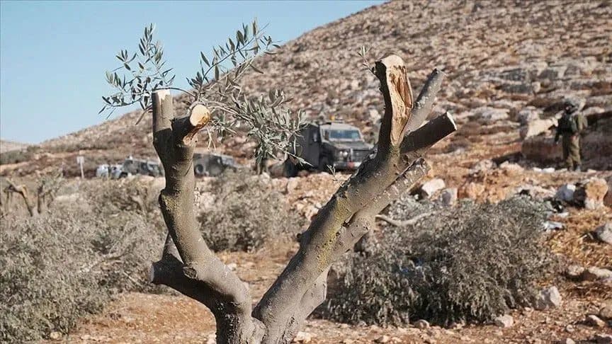 Settlers Steal Olives and Equipment