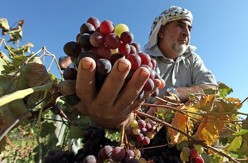 مستوطنون يعرقلون زراعة العنب في شمال الخليل