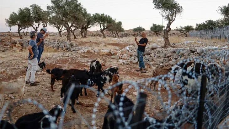 West Bank settler attacks displace 118 communities