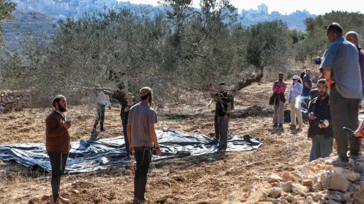 Settlers intensify attacks on olive harvest