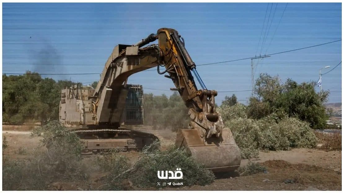 Olive harvest story shifts from palace to Jenin