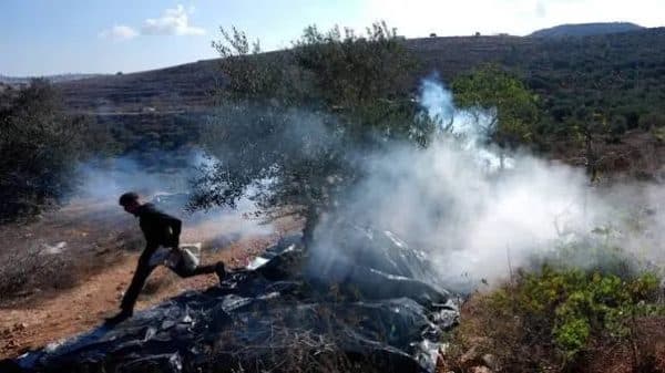 اعتداء مستوطنين على الزيتون يهجمون على قاطفيه