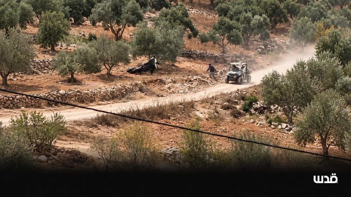 Settlers intensify attacks in eastern Al-Lubban with large olive quantities
