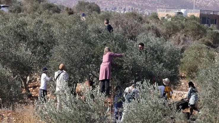 موسم الزيتون في قلقيلية بين اعتداءات ومحددات الاحتلال