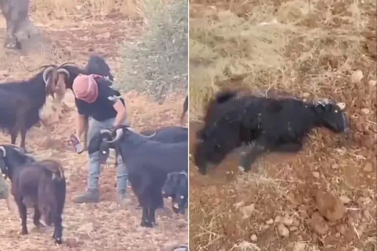 Al-Mughair: Sheep Event Sparks Settlement Concerns