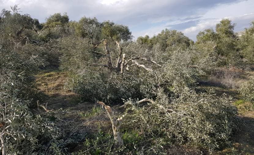Israel plans to remove cover from 69 dunams in Nablus