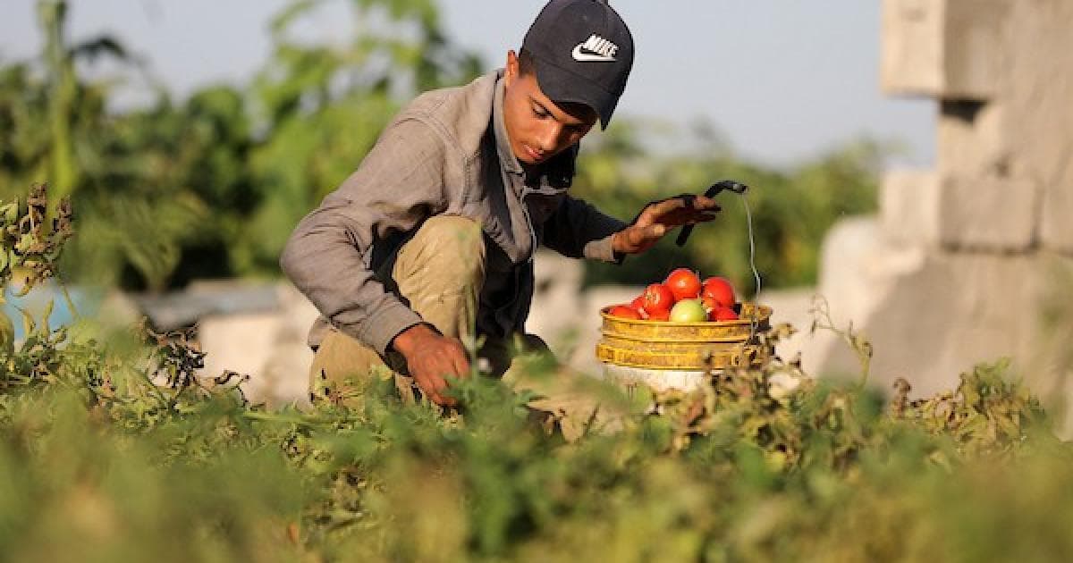 Palestinians harvest crops near destroyed homes west of Al-Zaytoun