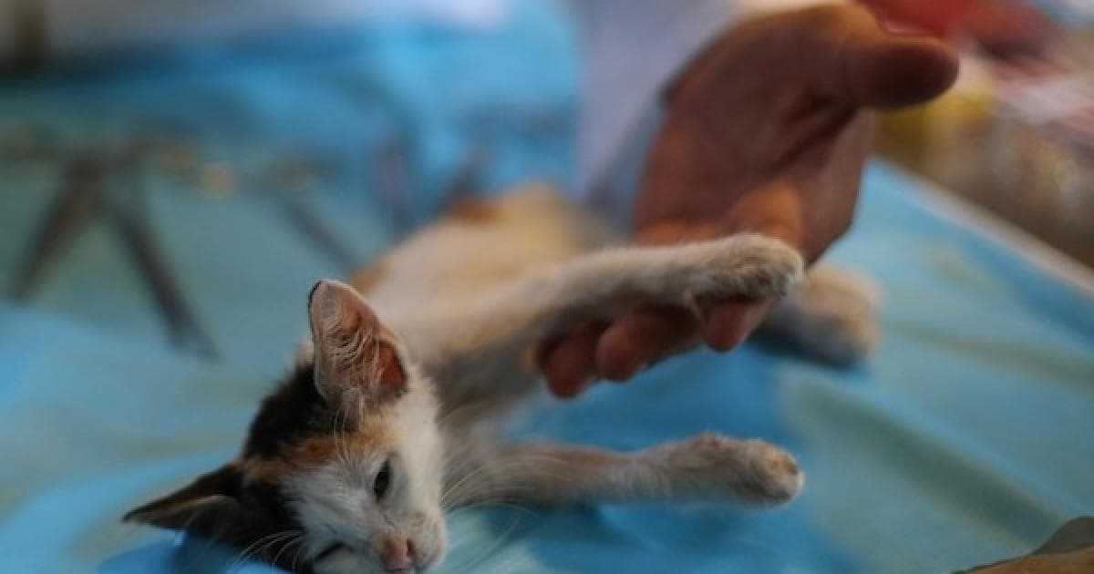Veterinarian Faces Supply Shortages in Gaza