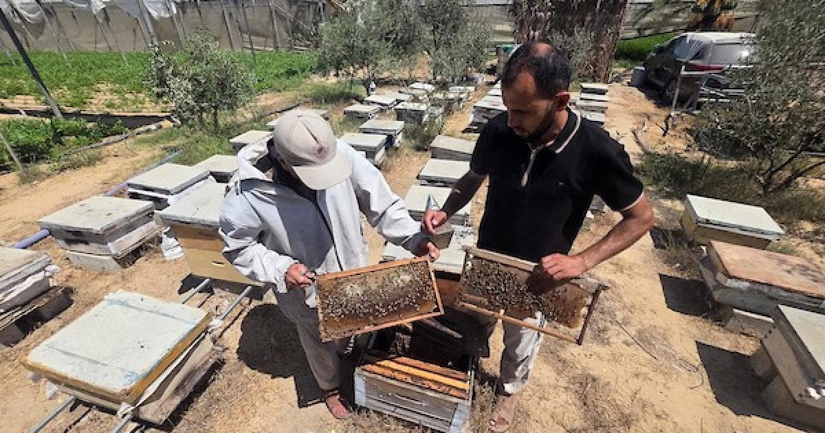 Palestinian Beekeeper Resumes Work After Apiary Destroyed