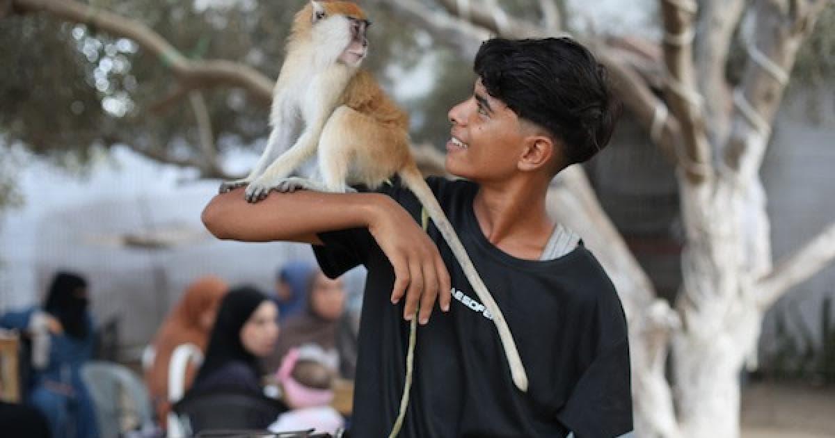Children and visitors engage with animals in Gaza camp as animals face food and medicine shortages