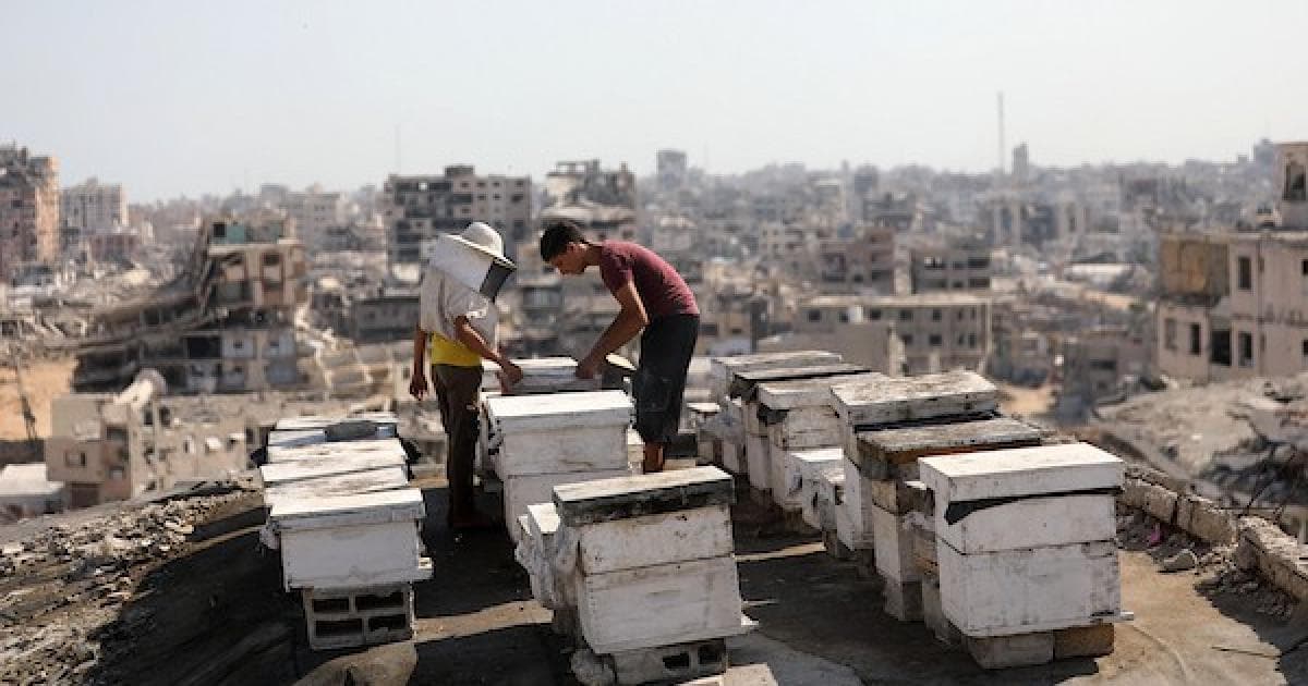 النحّال ناجي الضبة يتفقد العسل بغزة