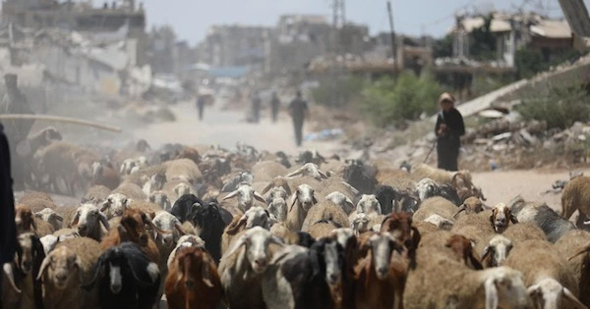 فلسطينيون يرعون في قطاع غزة