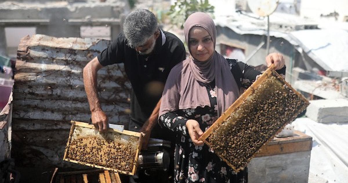 نيفين الأشقر وعائلتها يعتنون بالنحل الناجي من الحرب في مخيم جباليا