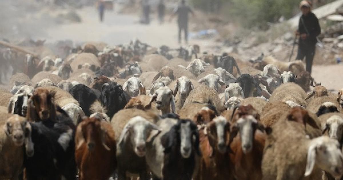 صور من الرعي بين الأنقاض بغزة