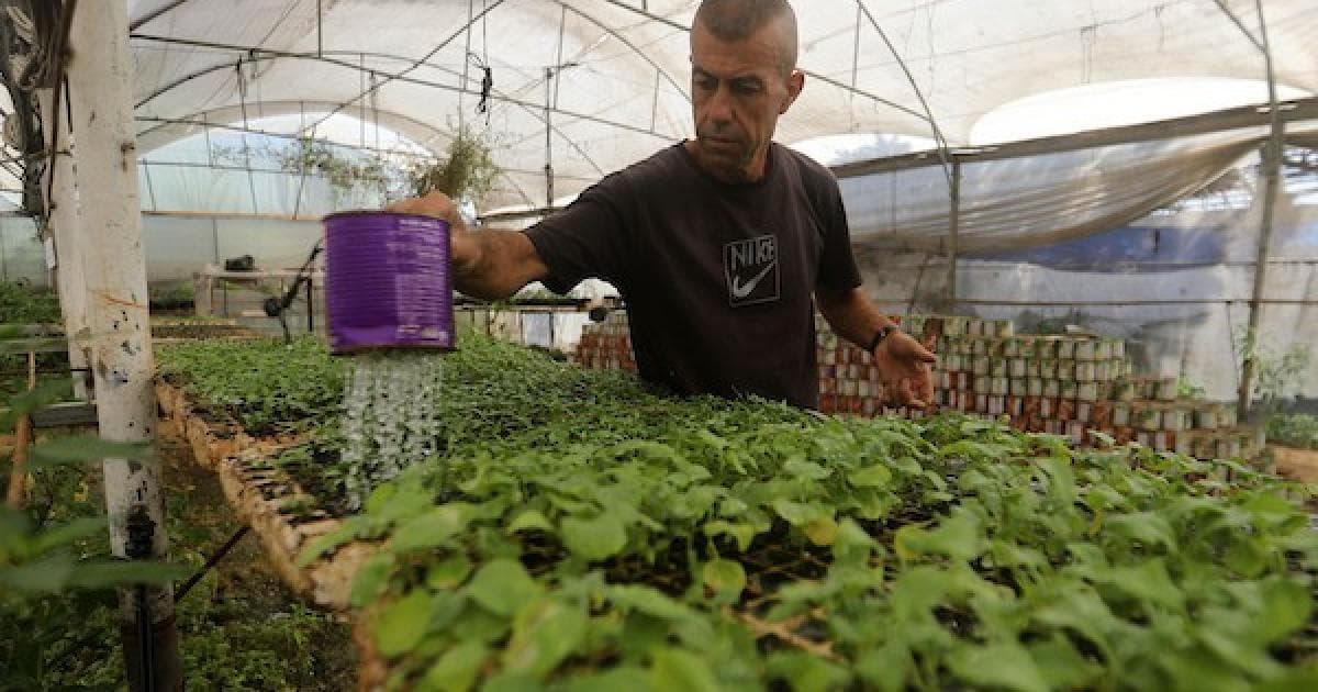 فلسطيني يزرع شتلات في غزة