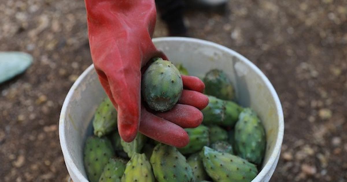 Beit Ammar Prickly Pear Harvest