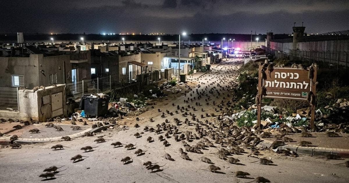 Gaza Settlements Face Unusual Rodent Surge