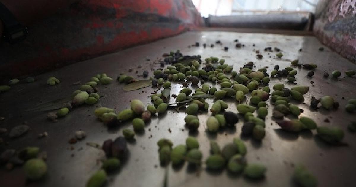 Olive Presses in Gaza Prepare Amid Constraints