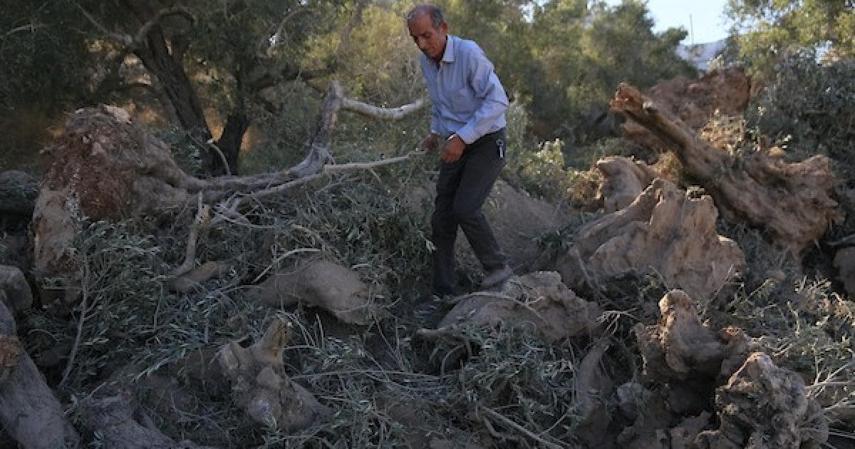 Palestinians examine uprooted olive trees in Arraba