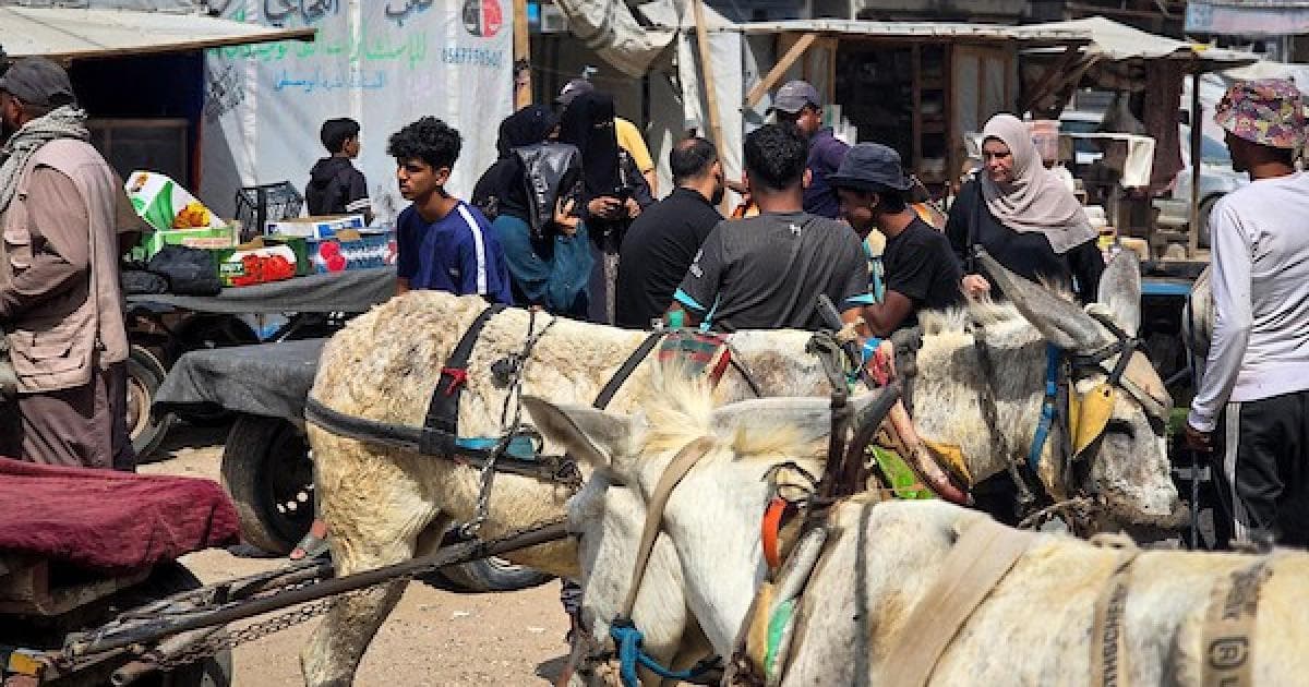 حيوانات النقل في خان يونس عند تعطل السيارات