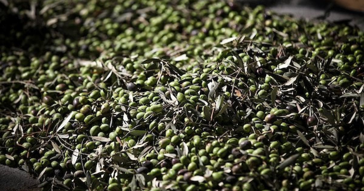 عائلة فلسطينية تعود لقطف الزيتون بعد غياب عامين