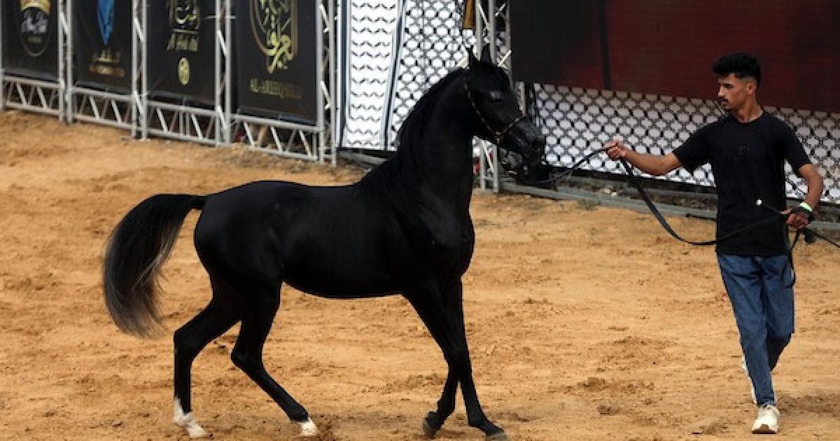 Khalil Al-Rahman Arabian Horse Contest