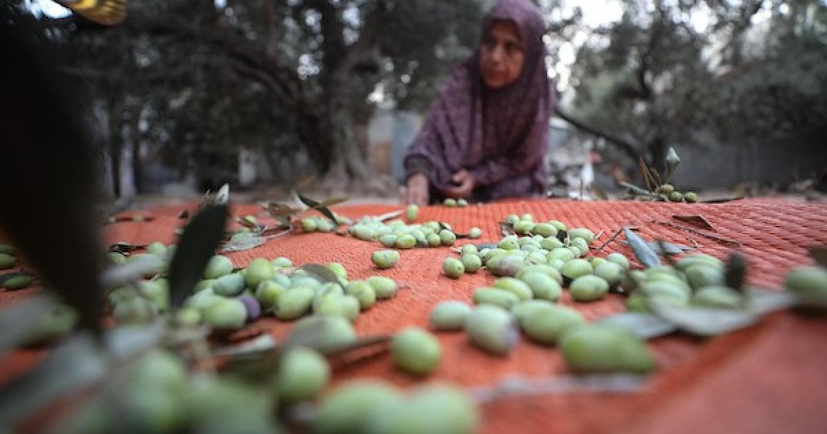 Gaza Palestinians Amid Conflict Hold Harvest