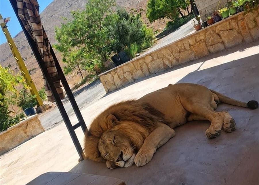 Zare'a farmers rescue trapped lion