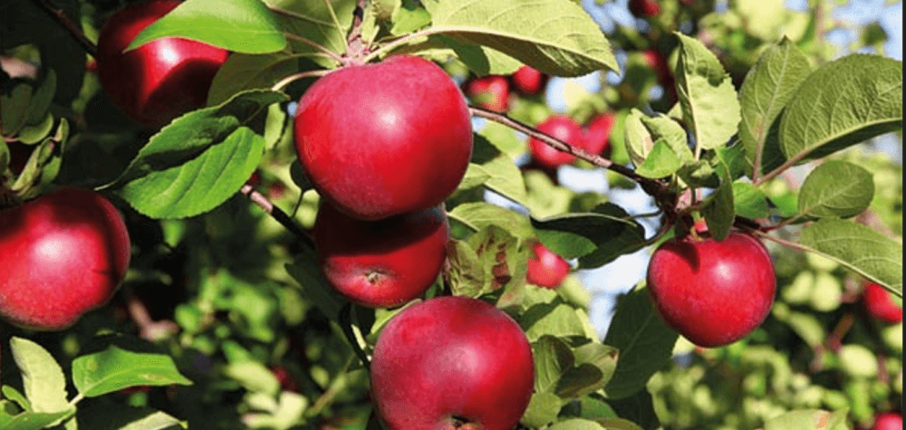 Iraq Agriculture Minister to Discuss Apple Exports