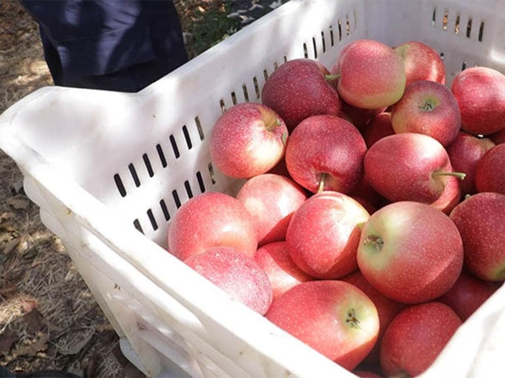Lebanese apples to expand markets