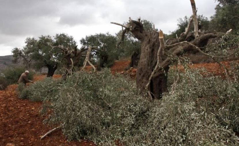 Occupation issues orders to clear trees in Jenin