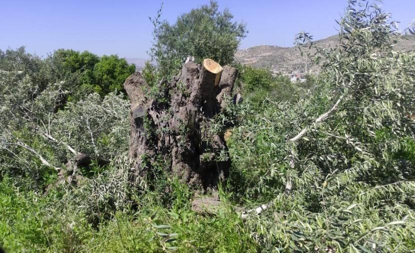 Settlers remove olive trees near Beit Lahem