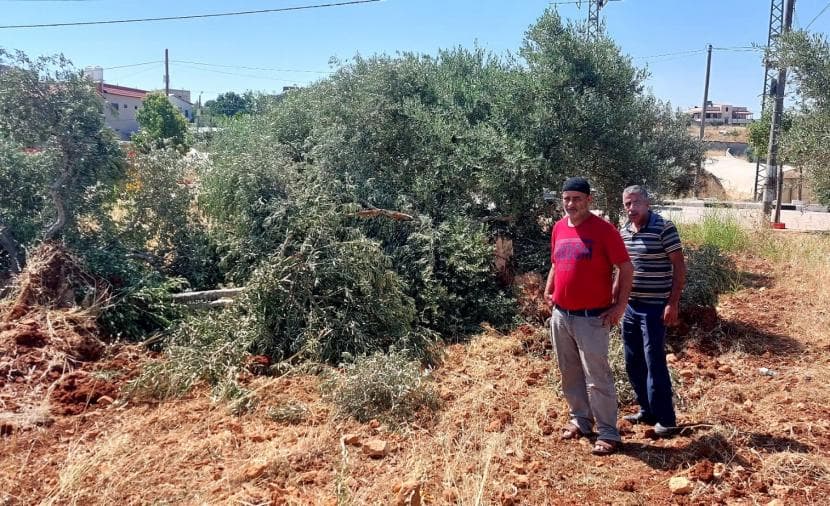 Settlers take olives in Beita Nablus