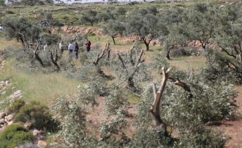 Settlers felled 450 guava trees in Khirbat Frasein