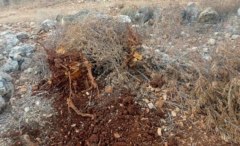 Settlers attack Beita farmers