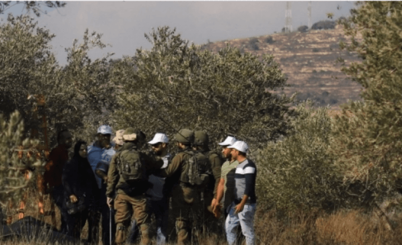 Settlers cut 40 trees and steal olives near Bethlehem