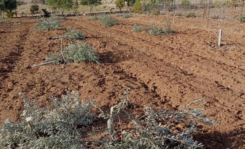 Settlers remove many fruit trees west of Jenin
