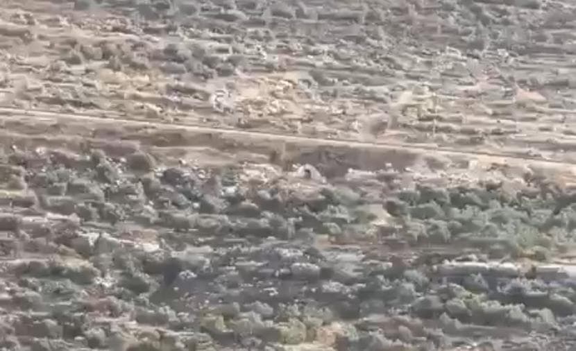 الاحتلال يقليم مئات أشجار الزيتون في جنوب نابلس