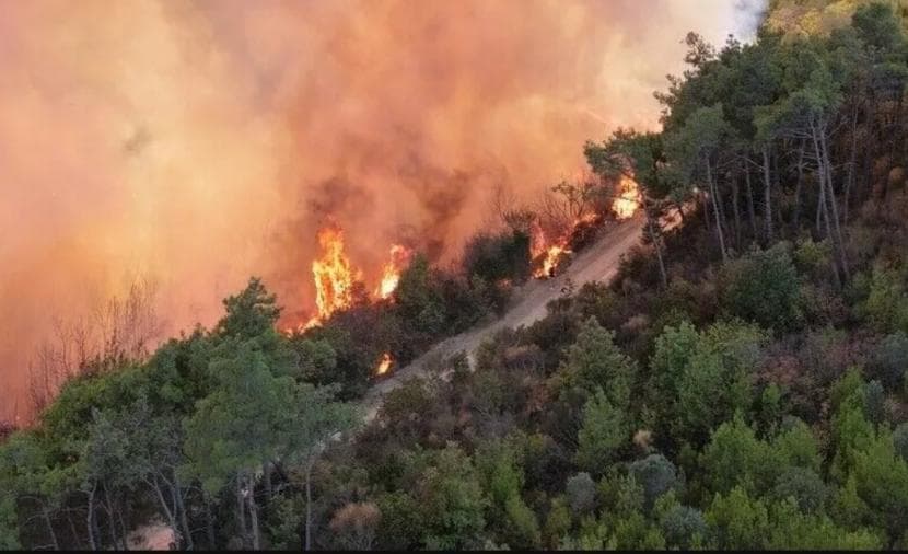 الجزائر تطفئ 91 حريقا خلال يوم