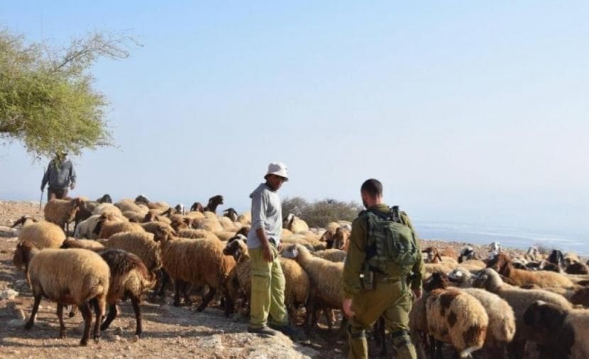 Occupation forces attack sheep herders east of Bethlehem