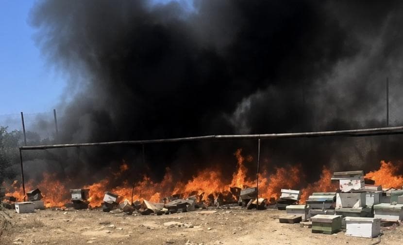 Beehives Burned in Qalqilya Attack