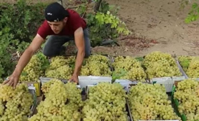 Gaza Grapevine Faces Major Losses