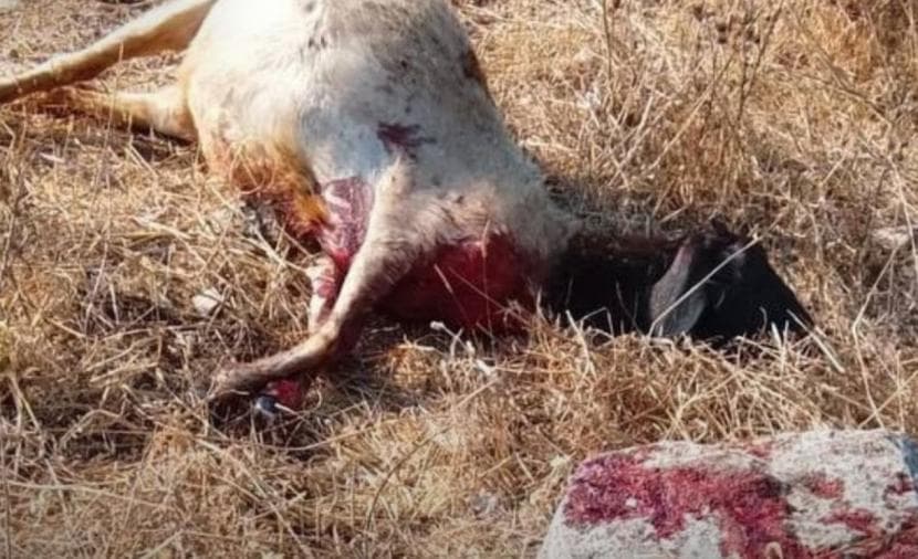 ضحايا بالمواشي على يد المستوطنين في الضفة