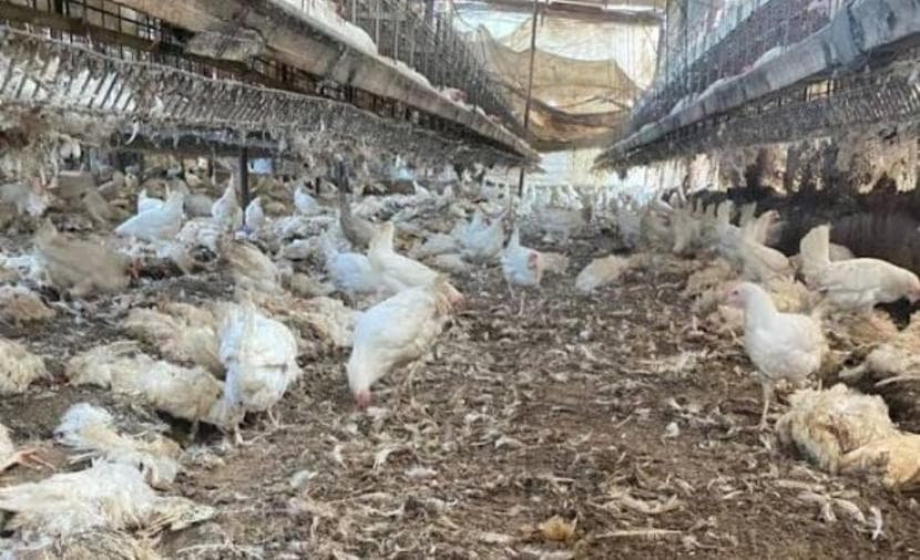 Gaza Agriculture Devastated by War